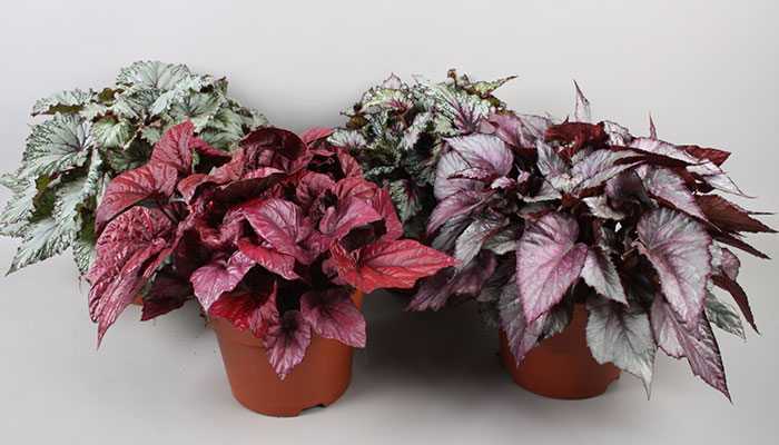 معرفی گیاهان آپارتمانی با برگهای رنگین
